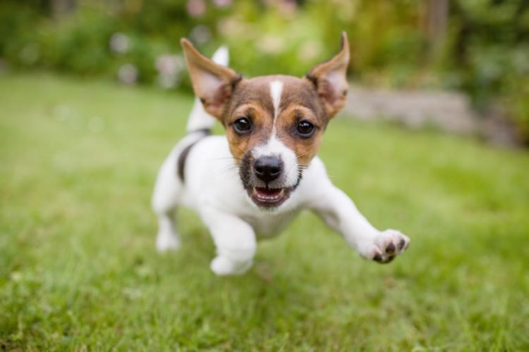 off-leash etiquette