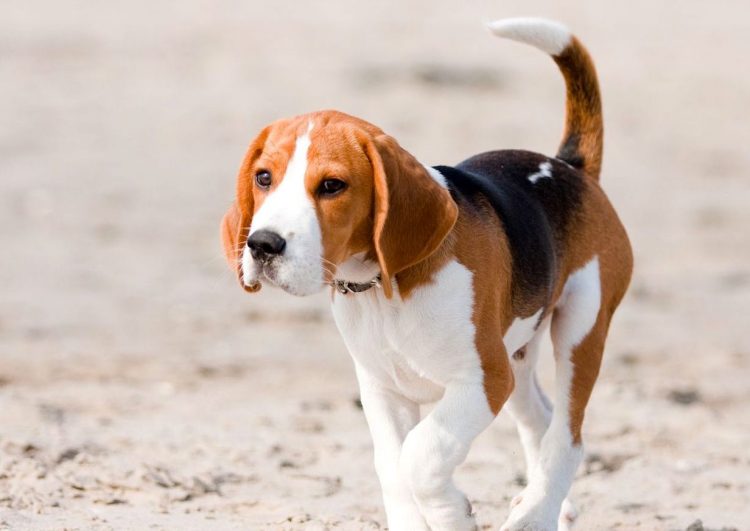 beagle breed profile