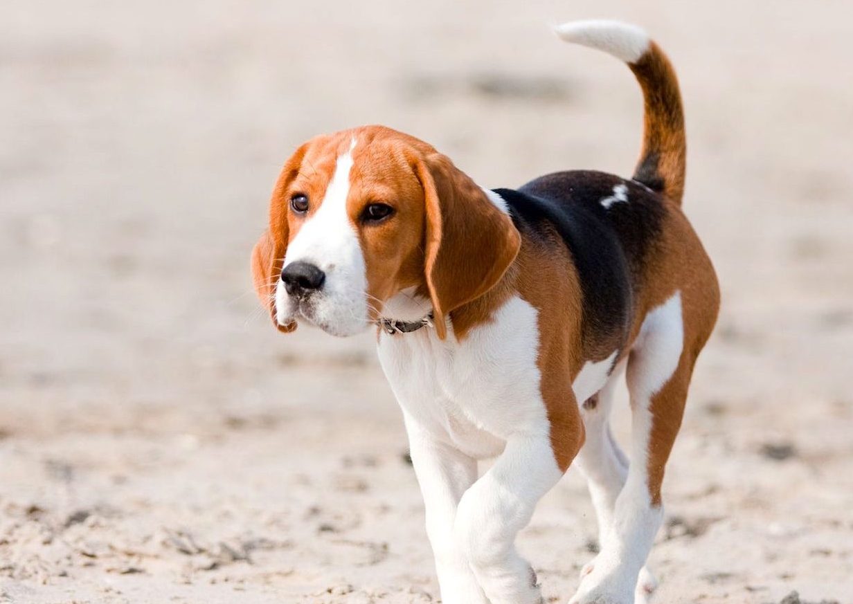 different beagle breeds