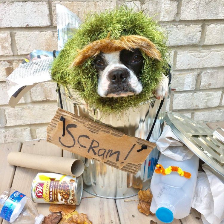 dog-dressed-as-oscar-the-grouch