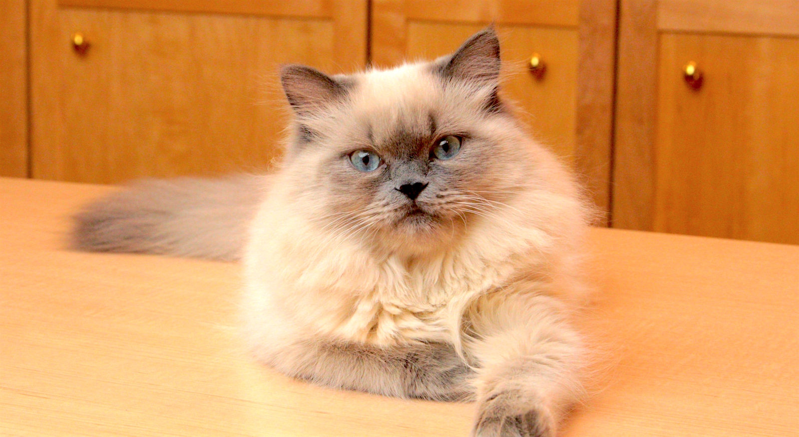 bluepoint himalayan cat