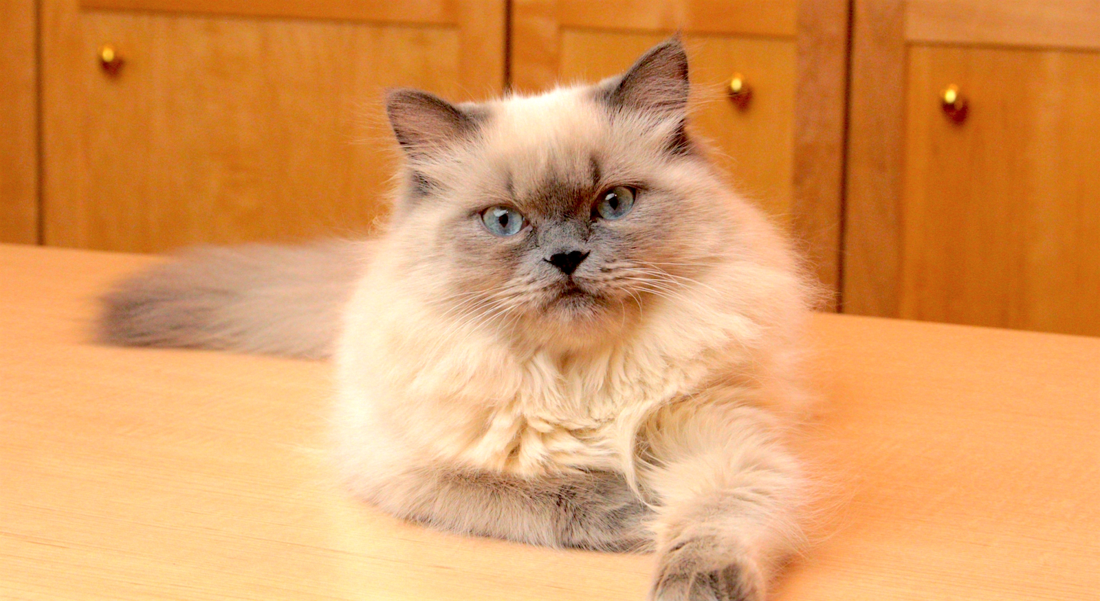 orange himalayan cat