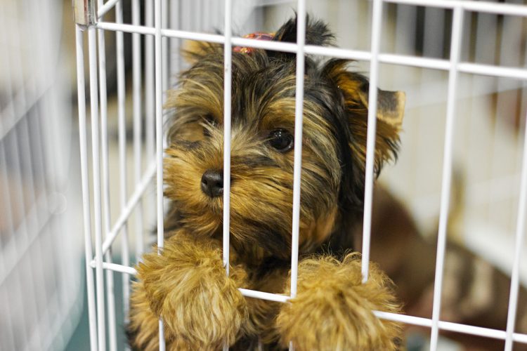 puppy mill red flags