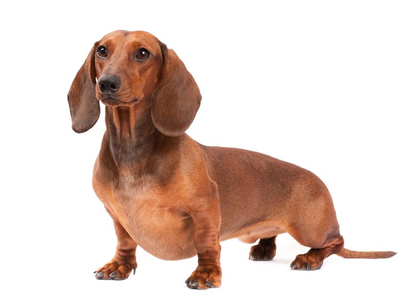 https://www.petful.com/wp-content/uploads/2016/12/Dachshund-2.jpg