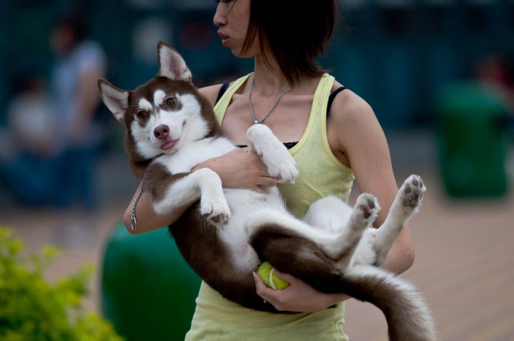 Signs That Your Dog Is Distressed Signs That Your Dog Is Distressed