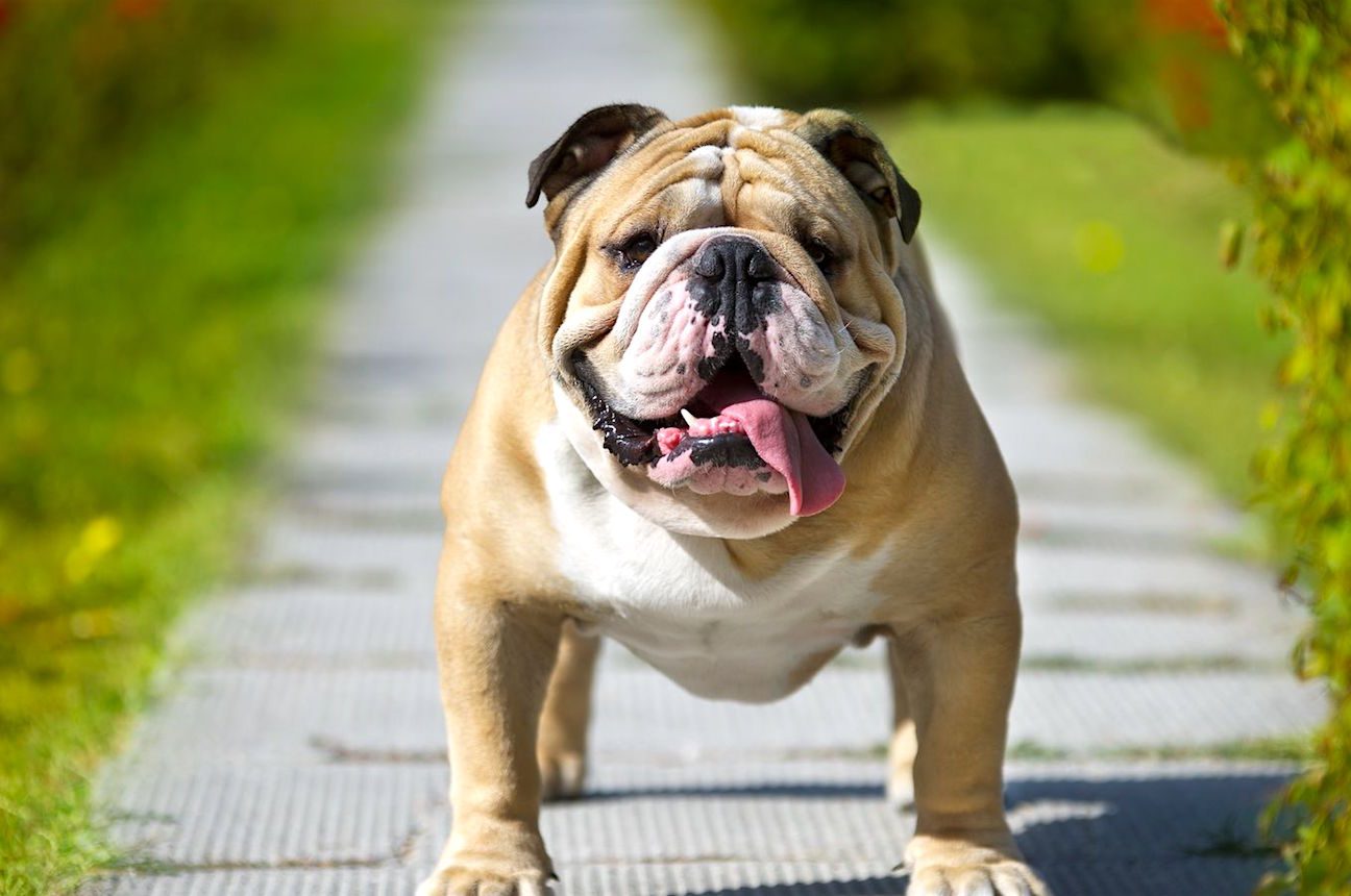 are bulldogs considered a large breed