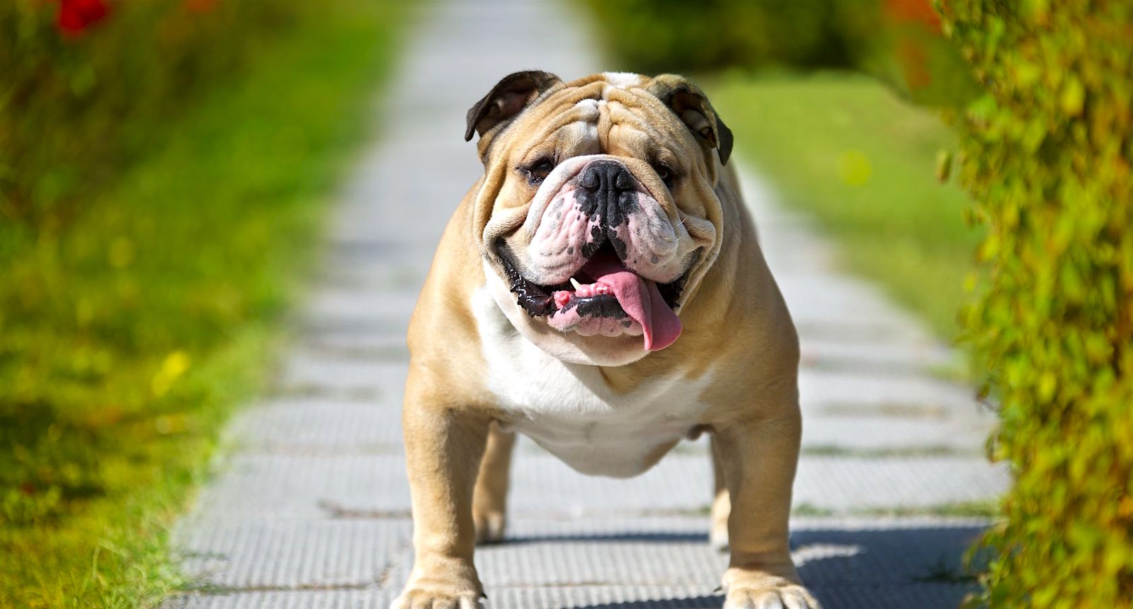Tudo sobre a raça Bulldog Inglês