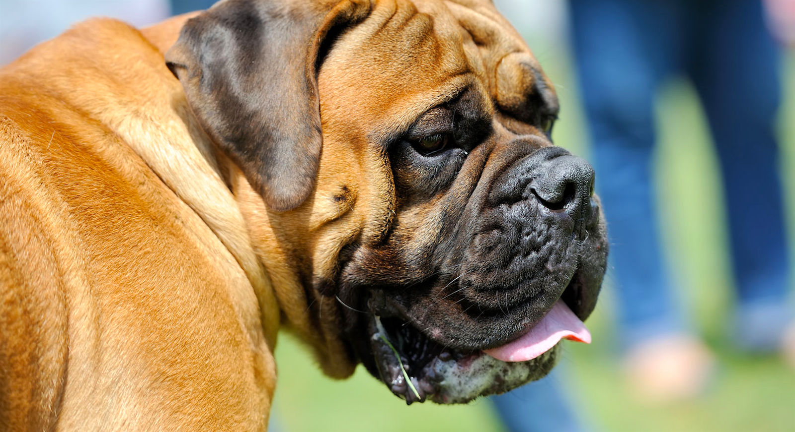 mastiff aggressive