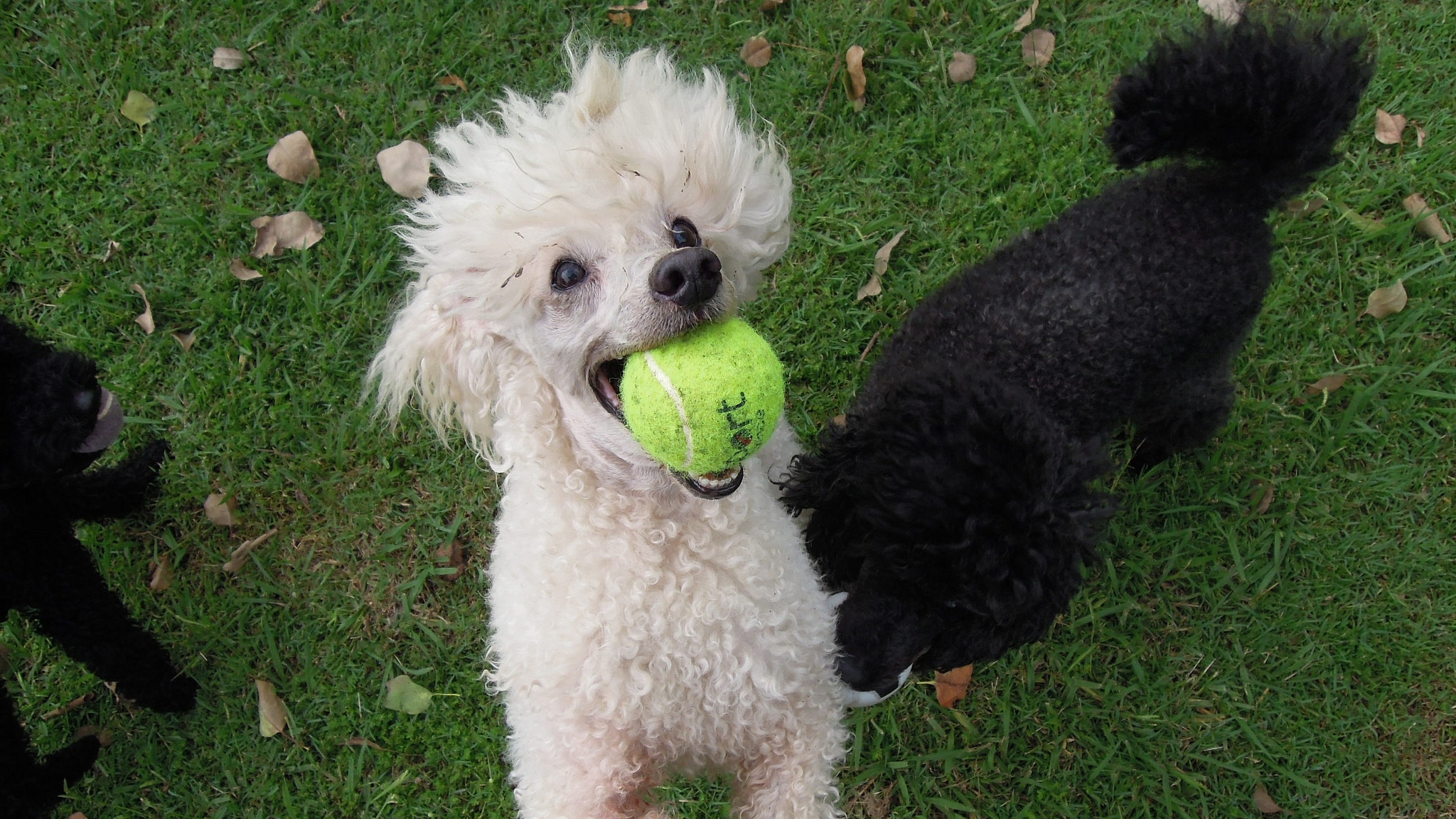 how long have poodles been around