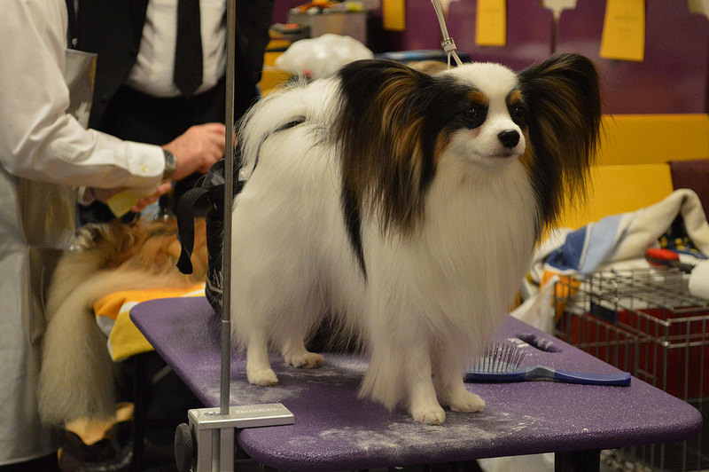 Choosing a Grooming Table That's Perfect for Your Pet Petful