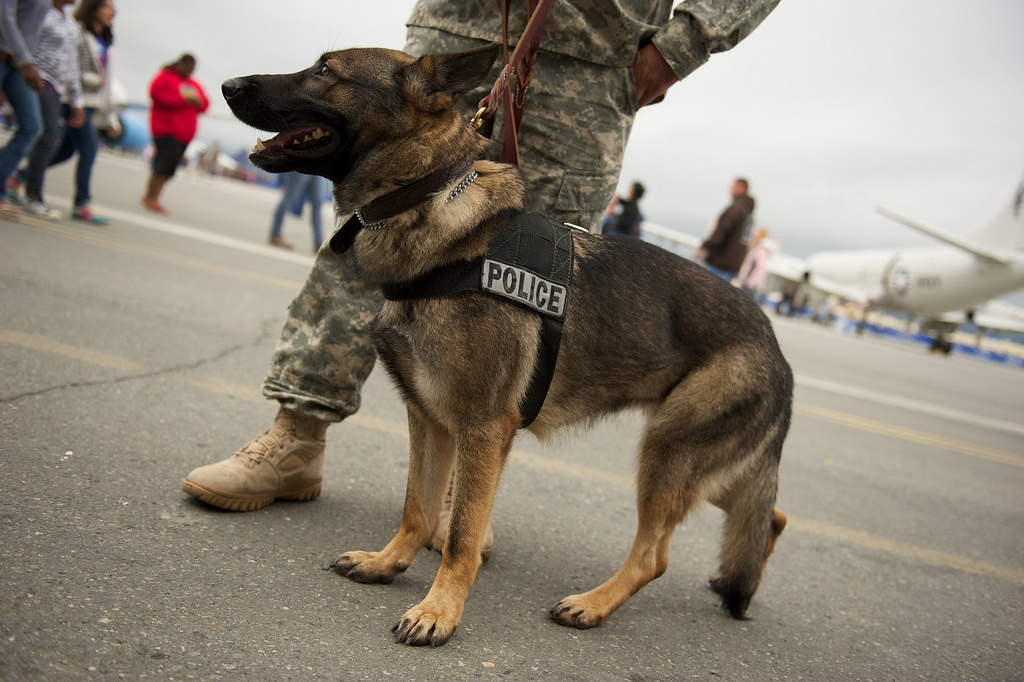 can a civilian adopt a retired police dog