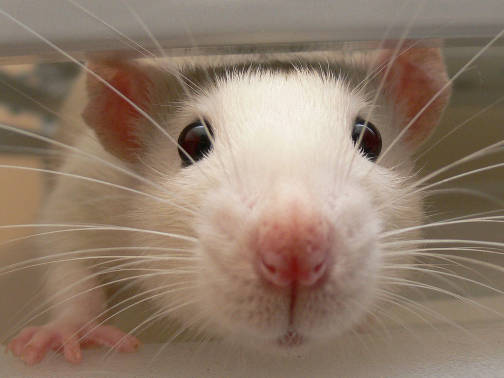 Why Rats Are Truly Underrated Pets
