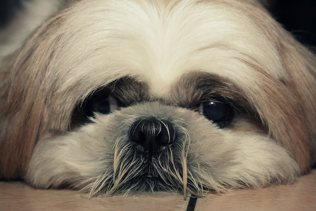 A Promising New Treatment for Canine Cognitive Dysfunction