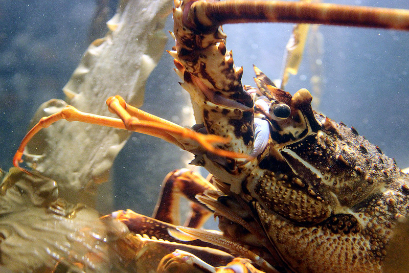 Keeping a Lobster as a Pet: What You Should Know - Petful