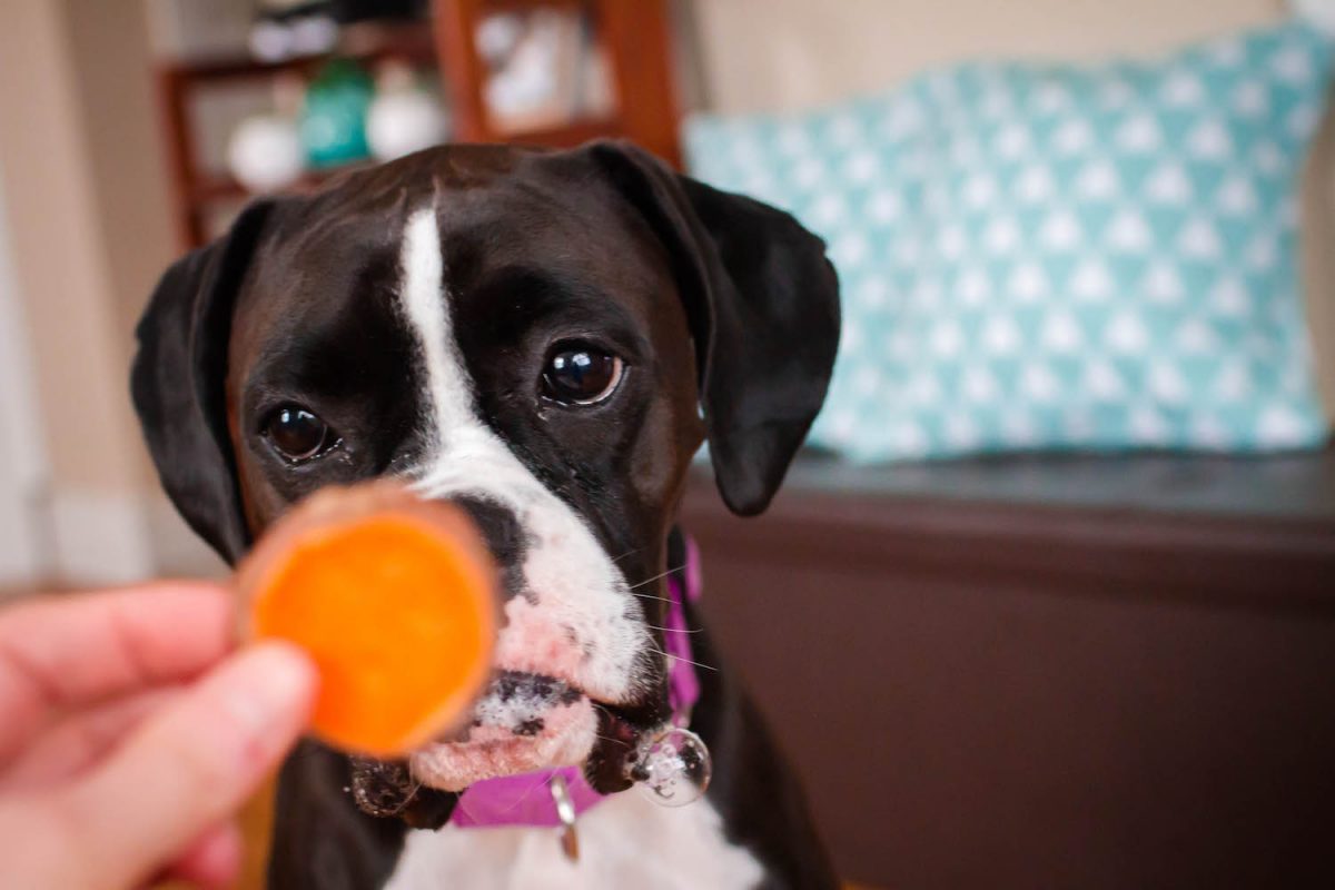 RECIPE Baked Sweet Potato Chips for Your Dog Petful