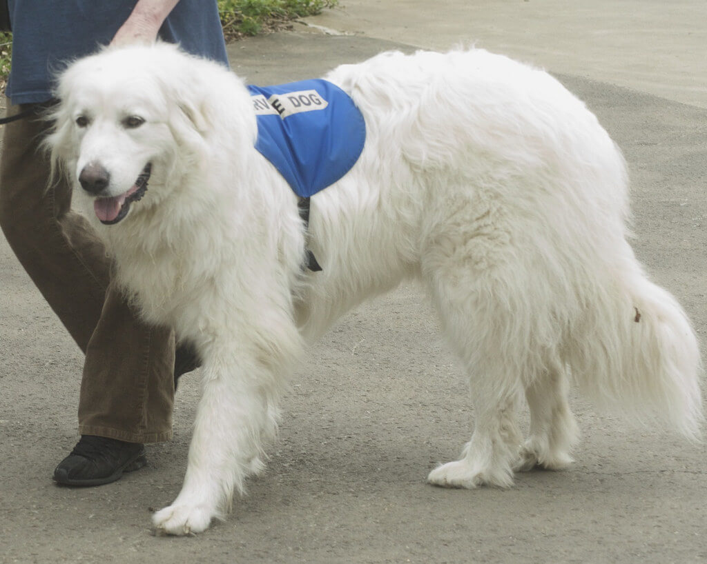 Are Therapy Dogs Considered Service Animals Are Therapy Dogs Considered Service Animals