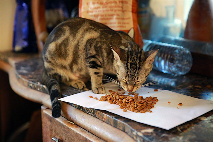 Why Free Feeding May Put Your Cat's Health at Risk