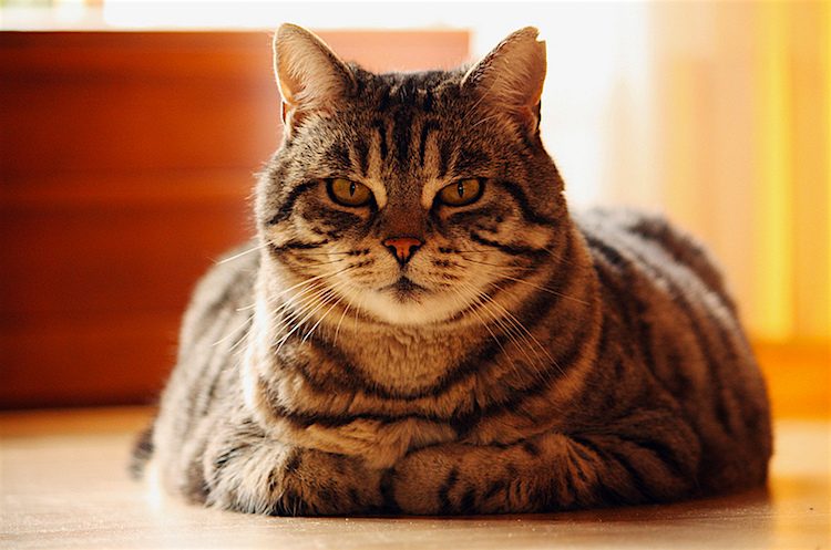 free feeding cats image