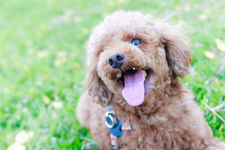 Why Do Dogs Rub Their Face Against The Floor