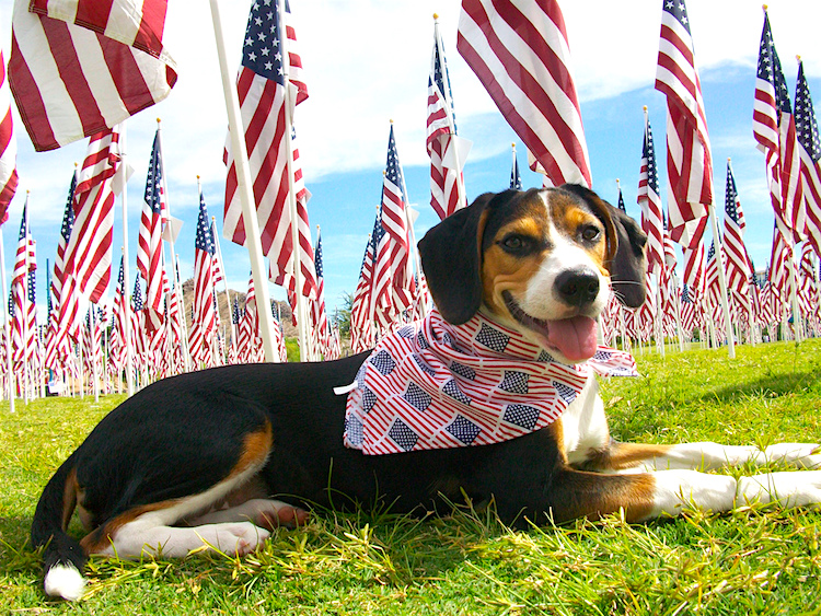 A Full List of Pet Holidays Throughout the Year - 2021 Update