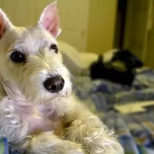 why your dog shouldn't sleep with you