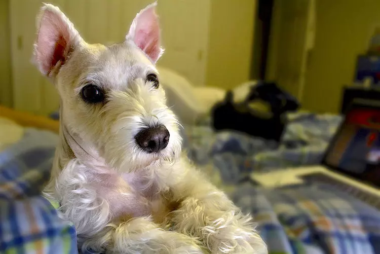 why your dog shouldn't sleep with you