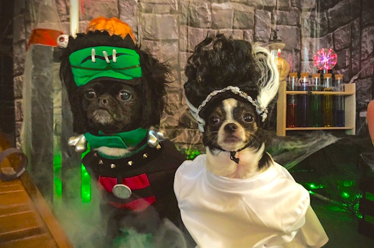 dogs dressed as Frankenstein