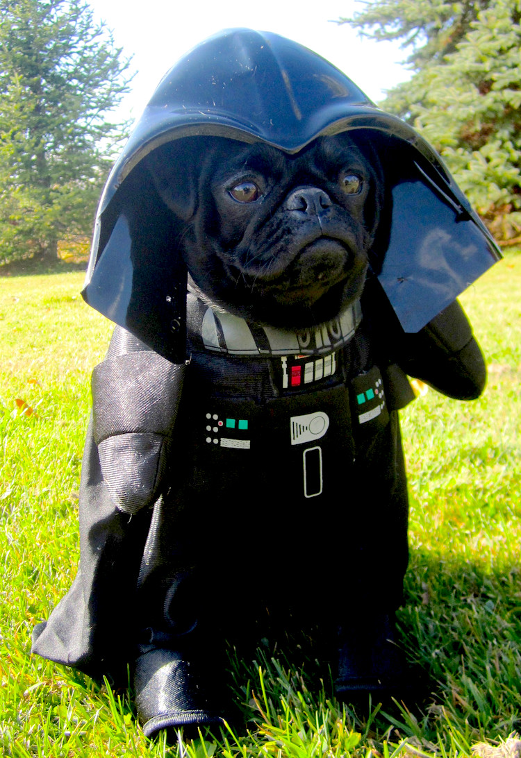 Darth Vader Dog costume