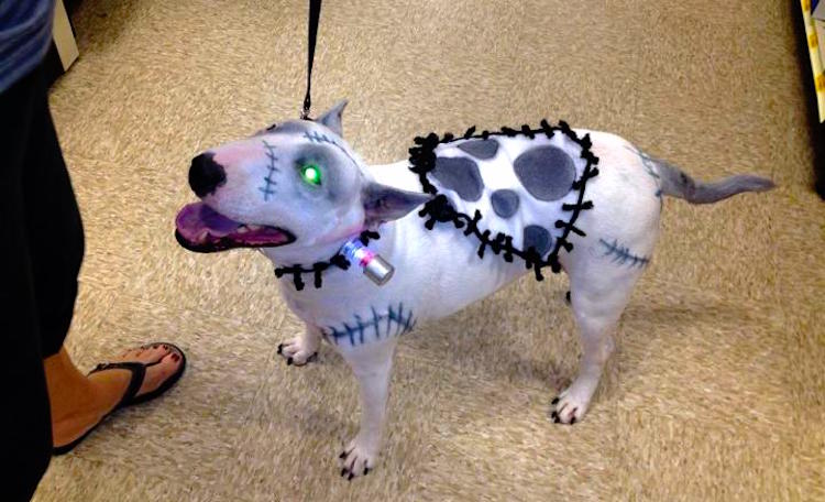 Frankenstein Dog Costume