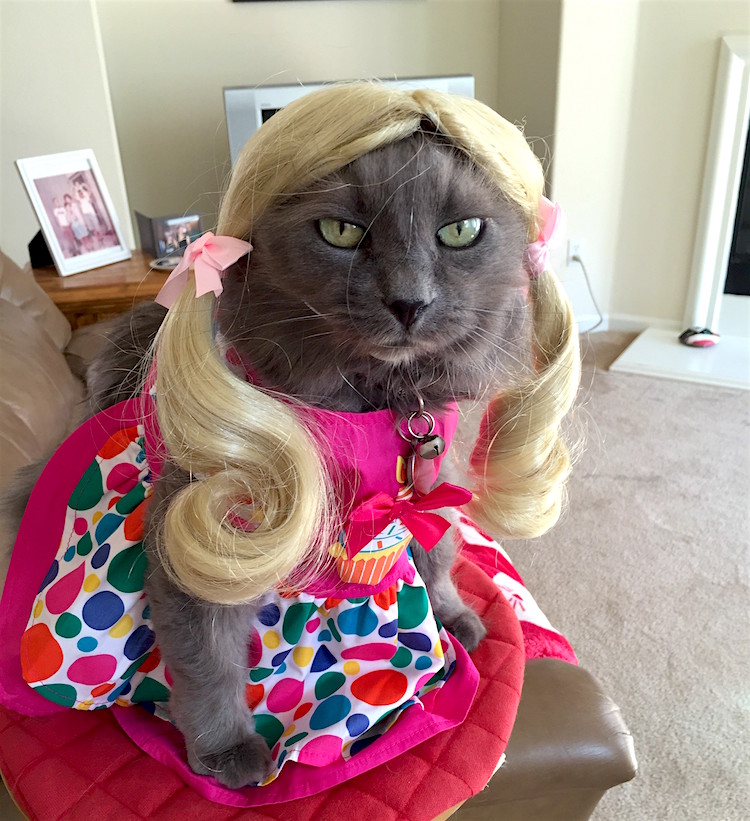cat-blonde-costume
