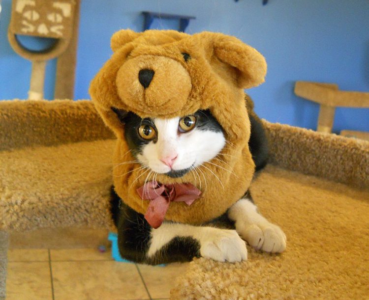 cat-in-teddy-bear-costume