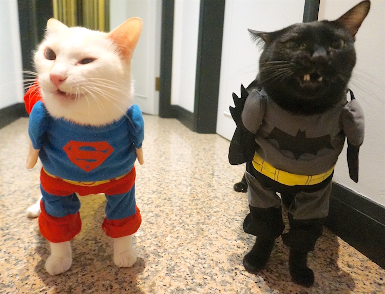 cat-superman-costume-and-batman-costume-for-cat