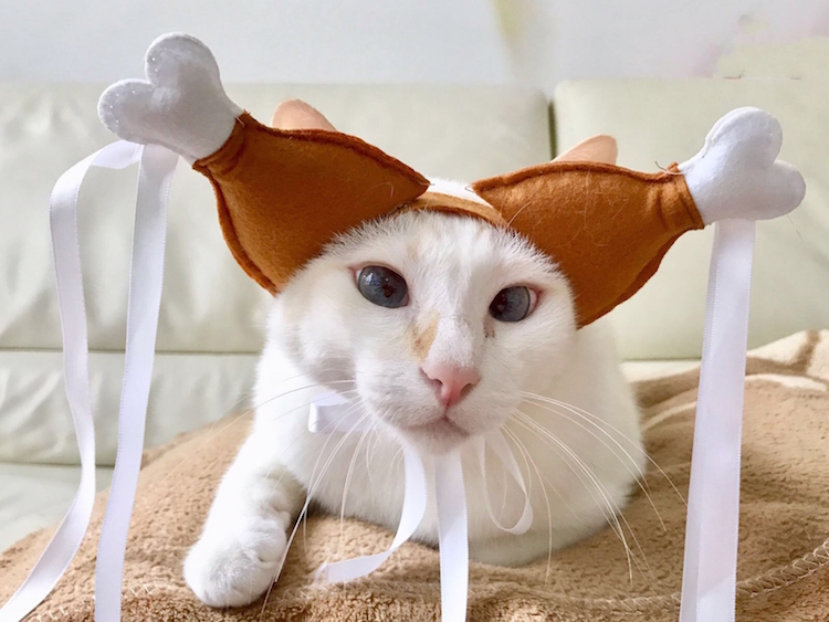 cat-turkey-costume