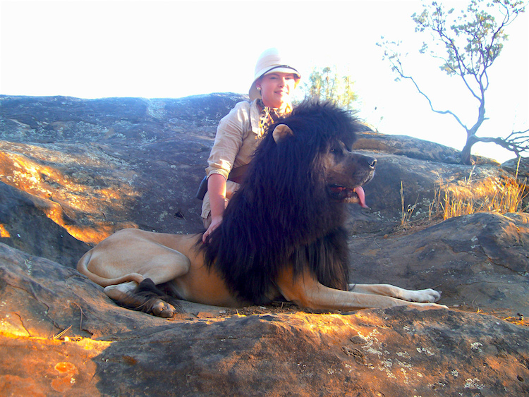 dog-dressed-as-lion-costume-safari