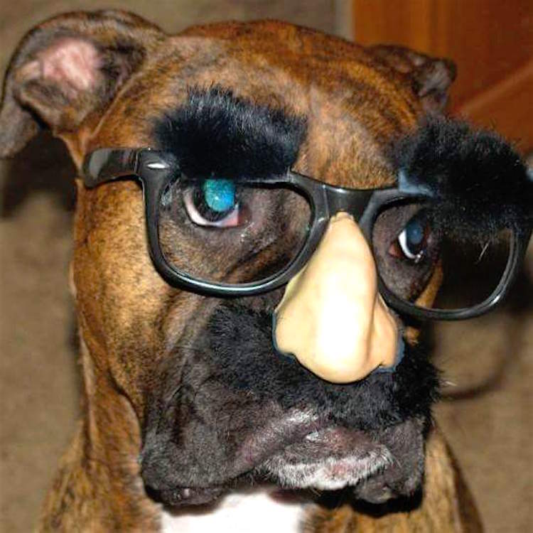 dog-groucho-marx-costume