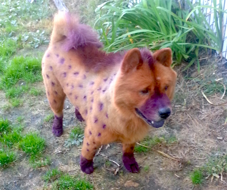 dog-hyena-costume