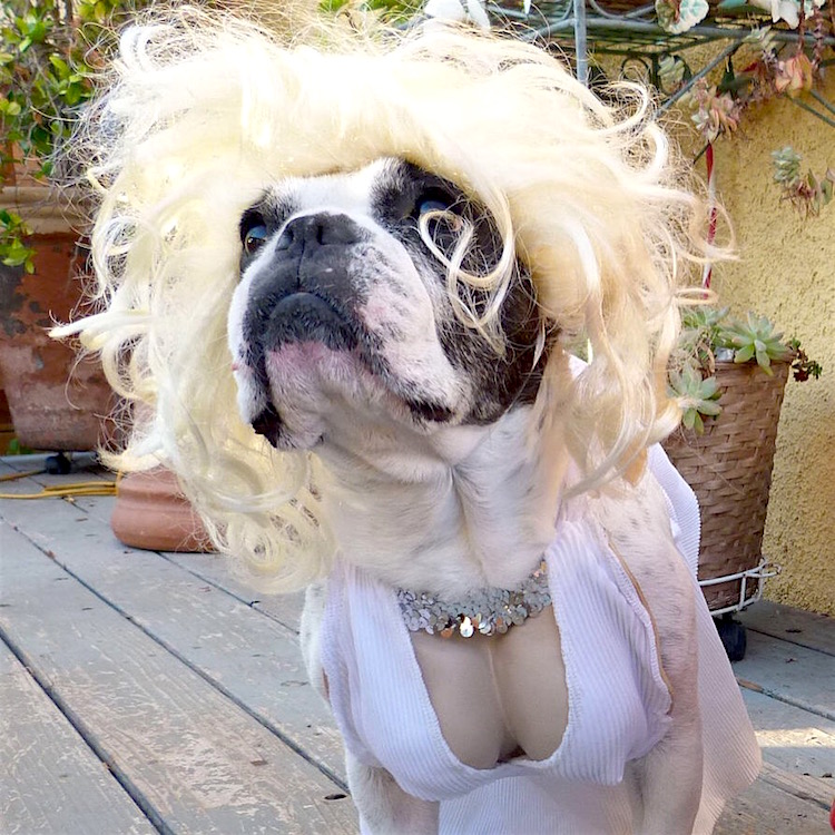 dog-marilyn-monroe-costume