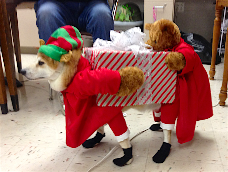 elf-dog-costume