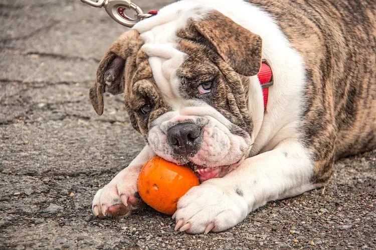 How often should i give my dog pumpkin for diarrhea The Pros And Cons Of Feeding Pumpkin To Pets