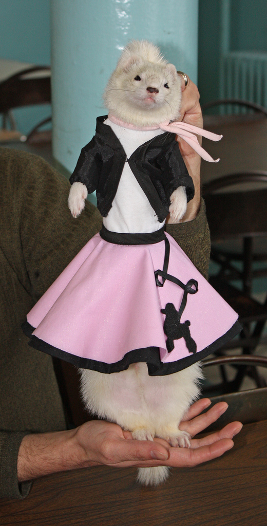 ferret-in-poodle-skirt-doowap-costume