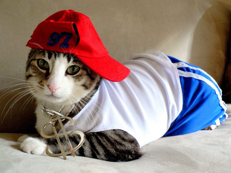 gangsta-cat-costume-rapper thug