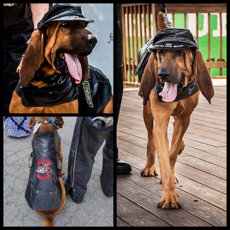 leather-dog-costume-hound