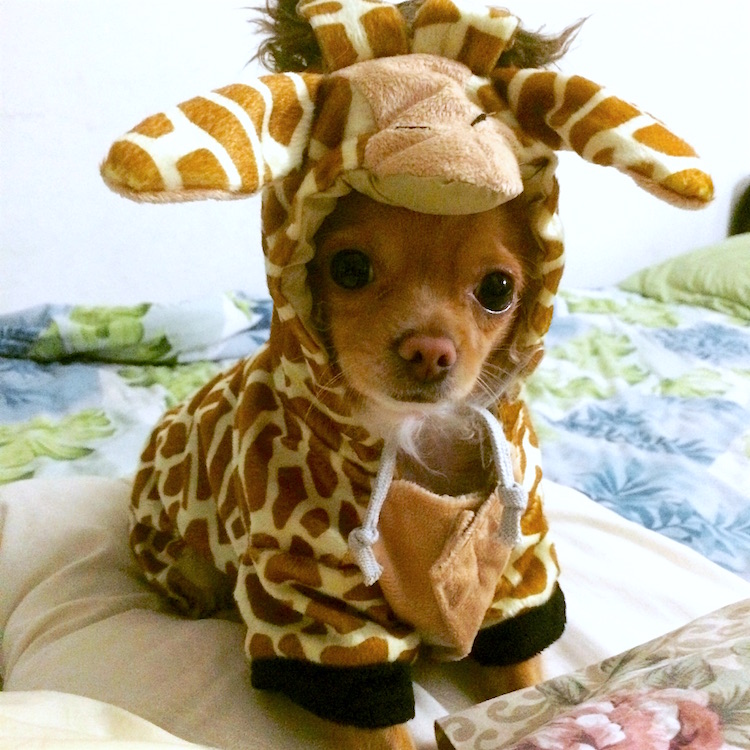 puppy-giraffe-costume