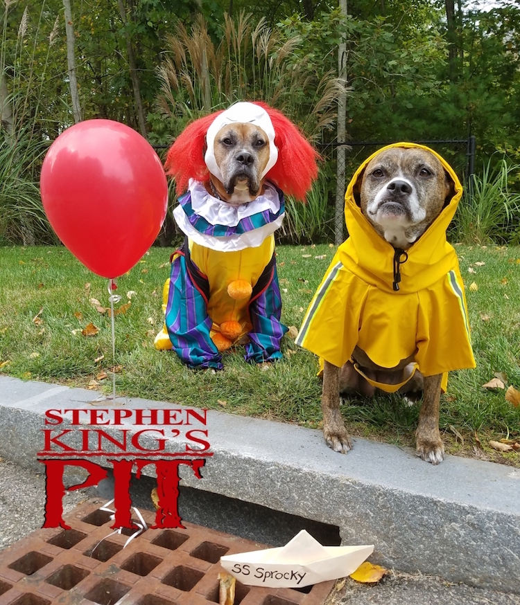 The 60 Absolute Best Pet Costumes We Have Ever Seen