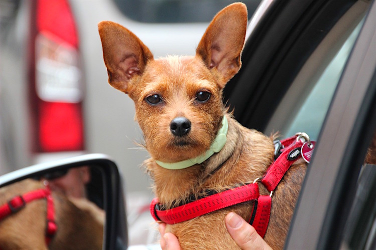 Ischemic Dermatopathy: Crusty Ears in Dogs - Petful