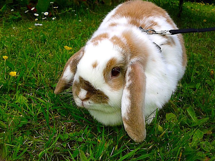 How Do I Walk My Rabbit on a Leash?
