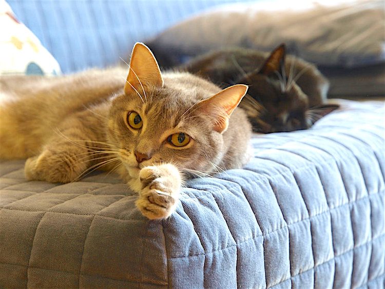 Can Cats Tell When Another Cat Is Sick Or Dying