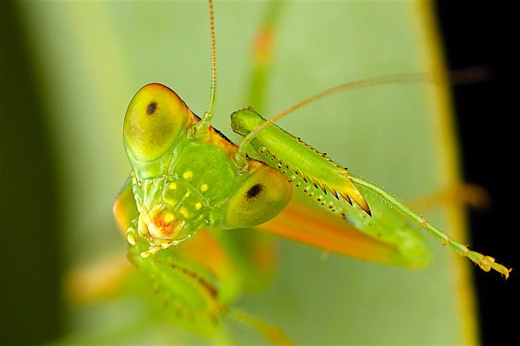 Insects That Make Great Pets
