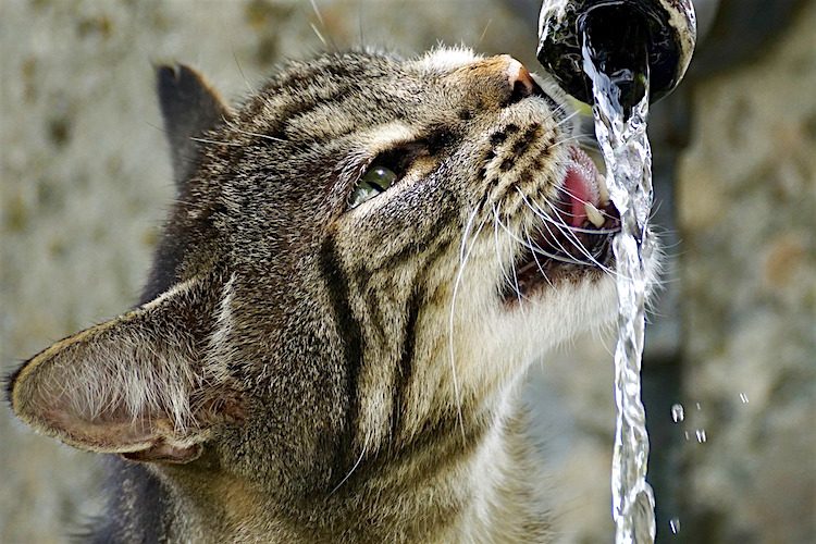 Rectal Prolapse in Cats Rectal Prolapse in Cats