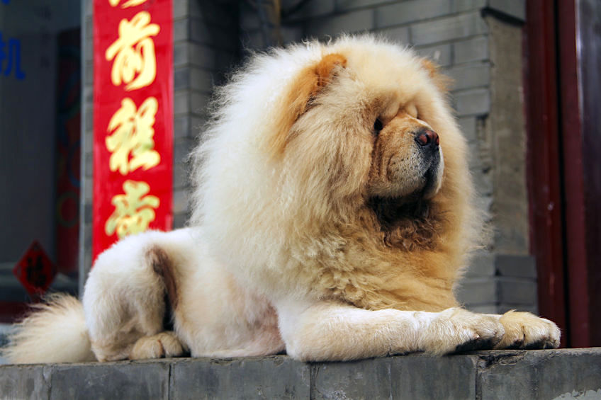 Grooming Ideas for a Longhaired Dog